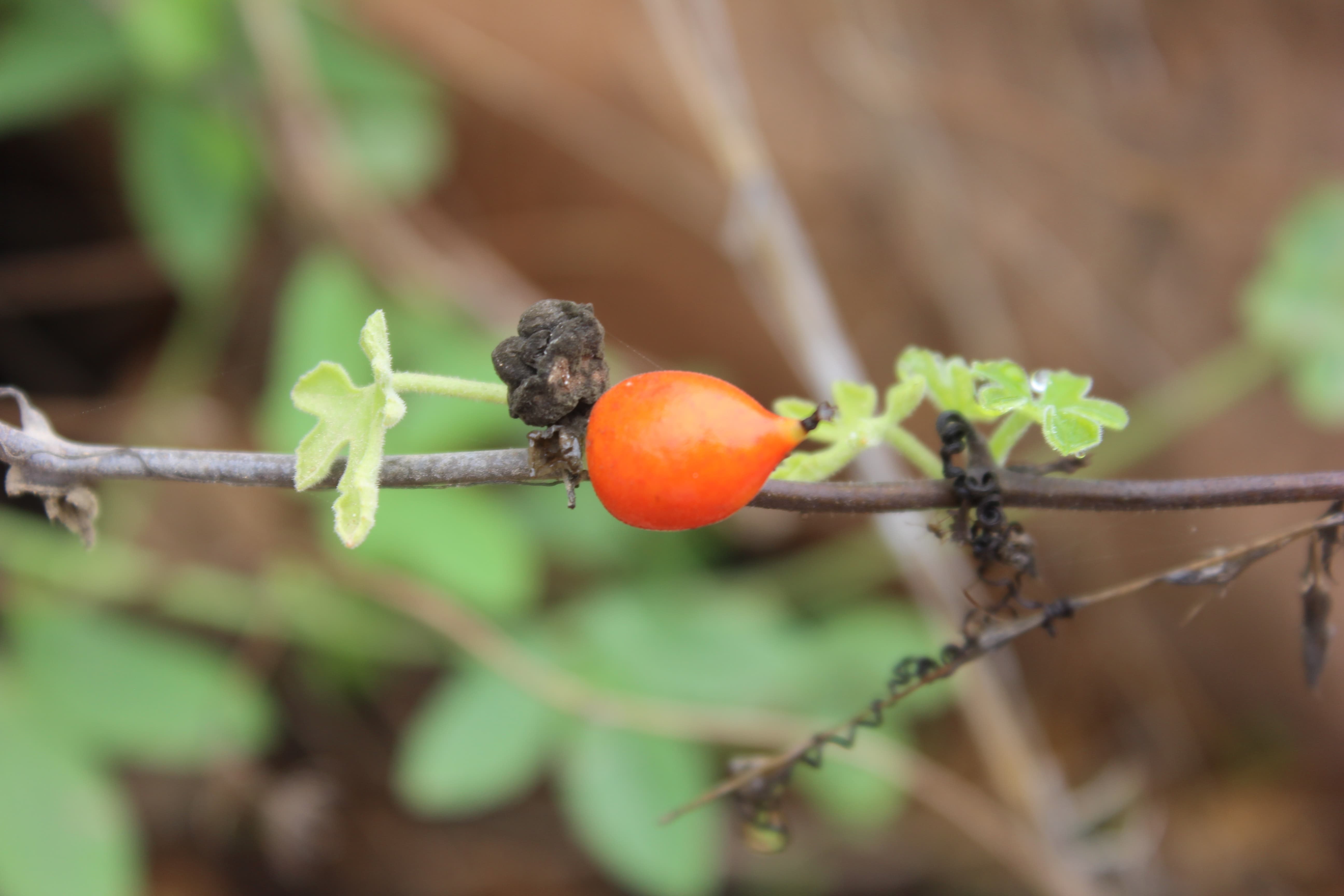 Plant Image